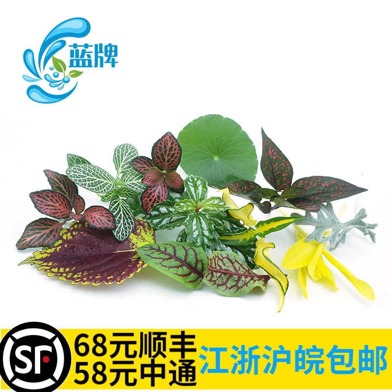 (Blue Card) Fresh Fun Leaf Acid Mold Leaf Reticulated Grass Bronze Money Grass Color leaf Western Meal Pendulum plate decorated with 30 slices