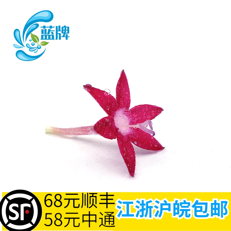 (Blue Cards) Fresh Five Stars flowers Orioles Flowers Hotel Western Dining Day Stock Hem Decorated 50 Dot of flowers