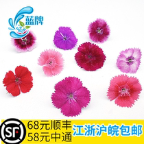 (Blue brand)Fresh Caryophyllum flowers Caryophyllum plum Edible supplies Decorative plate Non-pansy 40 flowers