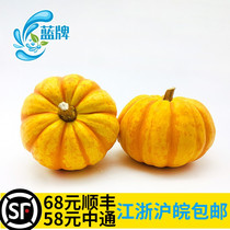 (Blue) Mini Pumpkin Golden Orange Melon Small Pumpkin Decorated Pumpkin Cup 250g Above 1