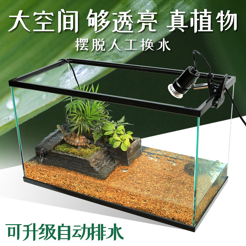 tortoise for fish tank