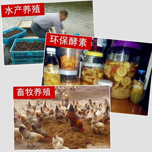 Крест -Сугар размножение 5 кг коричневого сахарного порошка 5 котт из массовой размножения на основе массовой воды для сельскохозяйственной ферментации грибко