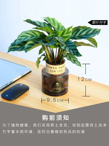 Барбус гидропонный растение стеклянная бутылка, зеленые растения, красные цветы в помещении, зеленый яблочный кошачий глаз, зеленый лист красный красавица