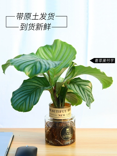 Барбус гидропонный растение стеклянная бутылка, зеленые растения, красные цветы в помещении, зеленый яблочный кошачий глаз, зеленый лист красный красавица