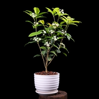 Big Osmanthus [большой белый горшок] Весь горшок высотой около 35-40 см.