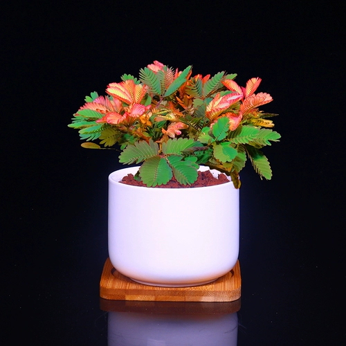 Цветные листья мимон посадка мимона растения цветочный крытый офис на рабочем столе маленькие зеленые растения цветочные саженцы танцевальная трава