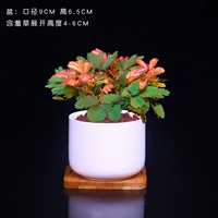 Flame Mimon [Ivory White-Porcelain]+бамбуковые планшетные прокладки