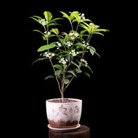 Big Osmanthus [Большой серый цветок] Весь горшок высотой около 35-40 см.