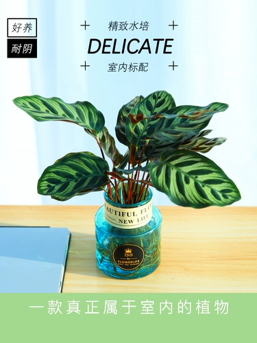 Барбус гидропонный растение стеклянная бутылка, зеленые растения, красные цветы в помещении, зеленый яблочный кошачий глаз, зеленый лист красный красавица