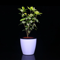 Little Osmanthus [Lazy Water Basin] Весь горшок высотой около 18-22 см.