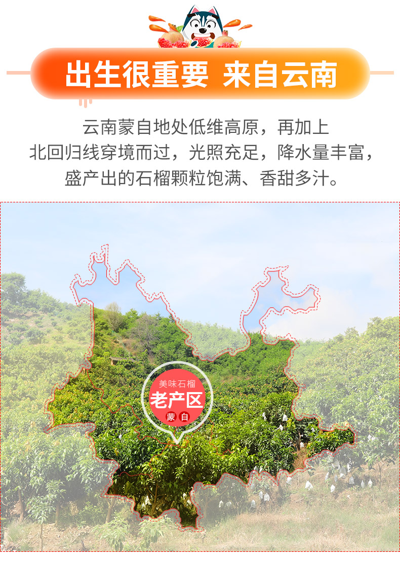 王小二 云南蒙自甜石榴 净重10斤 图3