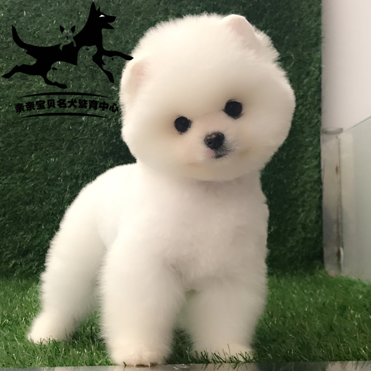 День щенков сегодня :-) Красота