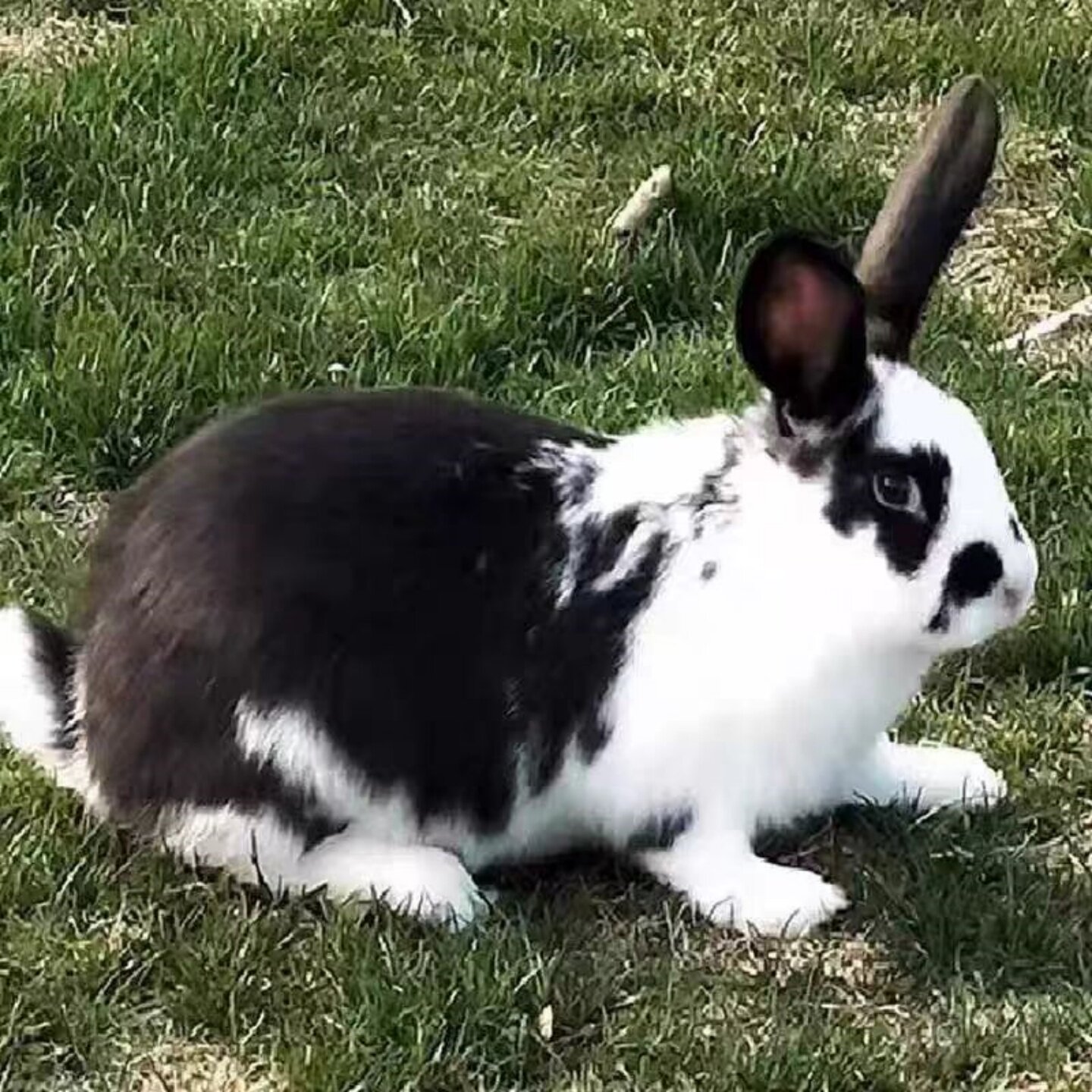 比利时肉兔活物大型花兔苗黑兔子白兔幼崽,宠物界的萌宠新星!🐰💖-兔-淘宝好物网