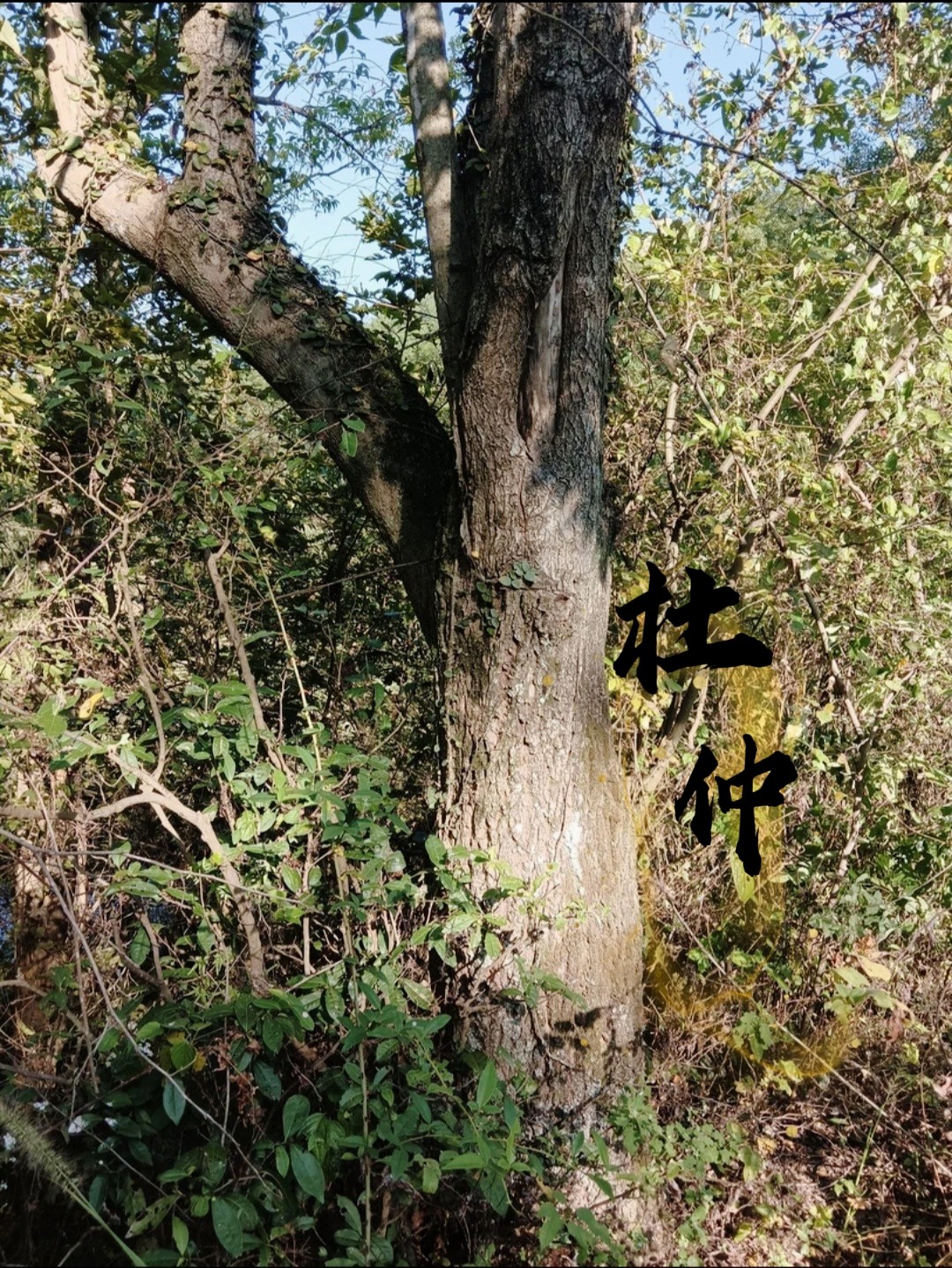 生杜仲500g老树皮正品:养生新宠,搭配菟丝子白术泡水泡酒,开启健康生活新篇章!-杜仲-淘宝百科网