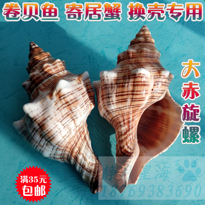 Natural conch shell red spiral creative fish tank aquarium landscaping succulent potted Mediterranean home decoration ornaments