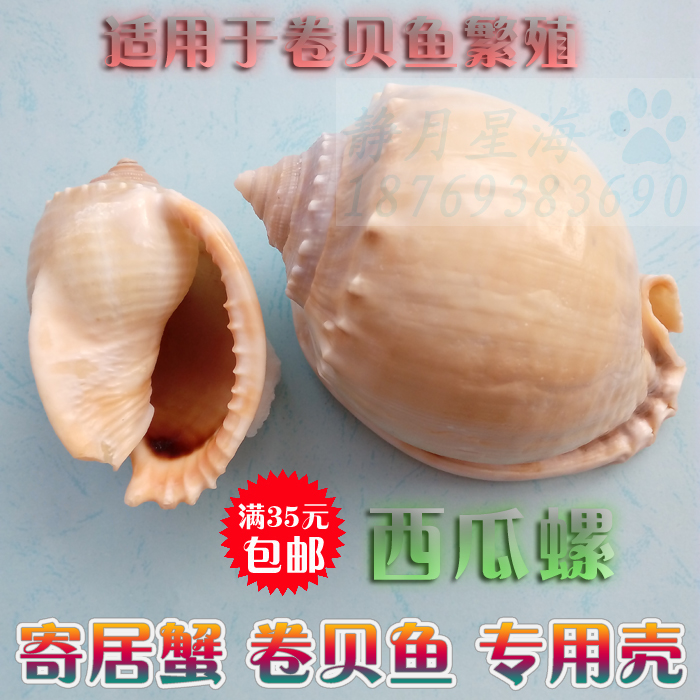 Natural Sea Snail Shells Watermelon Snail Sustena Crab Rolls Berfish Special Shell Fish Tank Aquarium Creative Landscape Pendulum
