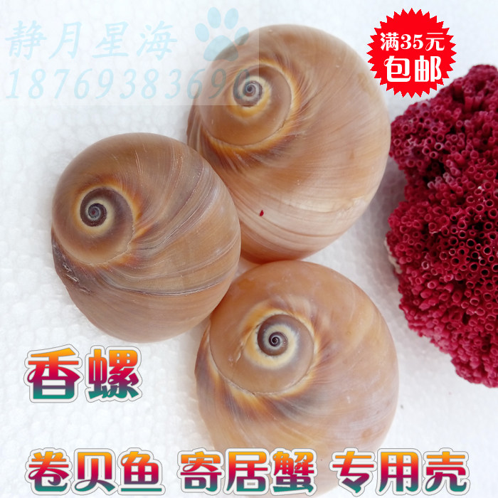 Natural sea snail shell fragrant snail roll befish host crab special shell creative fish tank decoration aquarium building swing piece