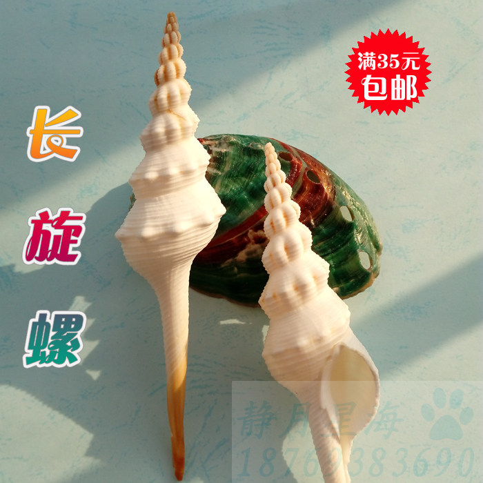 Natural conch shell long spiral fish tank aquarium creative landscaping photography props window design decoration decoration