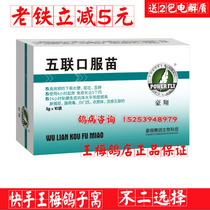 Pigeon medicine Newcastle disease vaccine Five-in-one oral vaccine for pigeons Pigeon medicine Daquan common diseases young pigeons and pigeons prevention