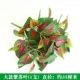 Cây xanh tường mô phỏng cây cỏ trang trí tường trong nhà nền hoa tường màu xanh lá cây treo tường nhựa giả cửa - Hoa nhân tạo / Cây / Trái cây giả hạc hoa hồng đỏ