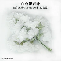 Белый лист Гинкго