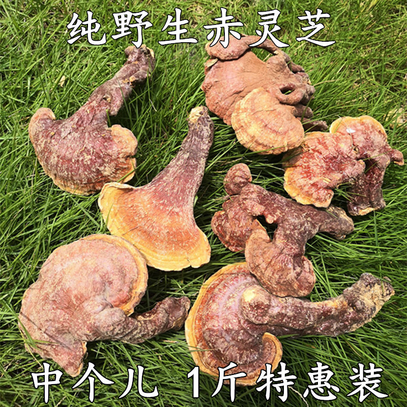 Red Lingzhi Pure Wild 500g 1 catty of whole dry stock raising raw tea Bubble wine can be sliced non-Changbai Mountain Lingzhi root-Taobao