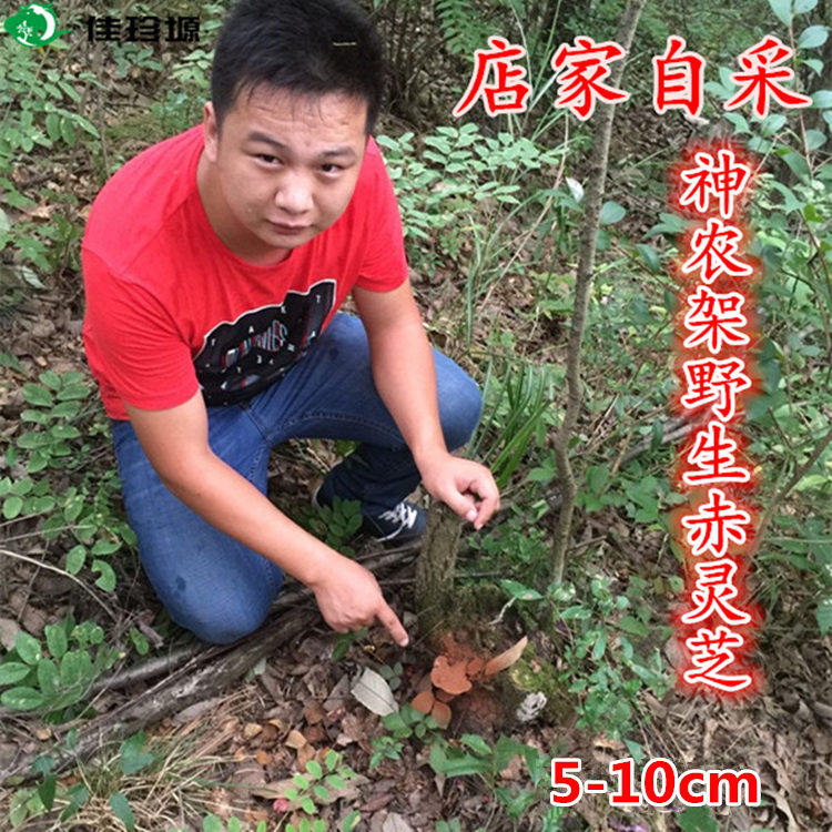 Shennongjiate Special Production Pure Wild Red Lingzhi Fungus Whole Branch Wall-Broken Spore Powder Can Slice Grinding Rinzhi 250g