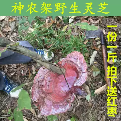 Shennongjia natural pure wild red Ganoderma lucidum farm self-harvested pruning Nyingchi bacteria can be sliced 500g