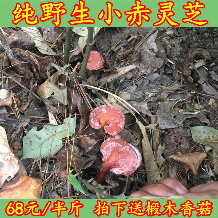 Shennongjia pure wild small ganoderma lucidum whole branch Ganoderma lucidum mushroom slices milled Linzhi powder 250g Non-spore powder to break the wall a catty