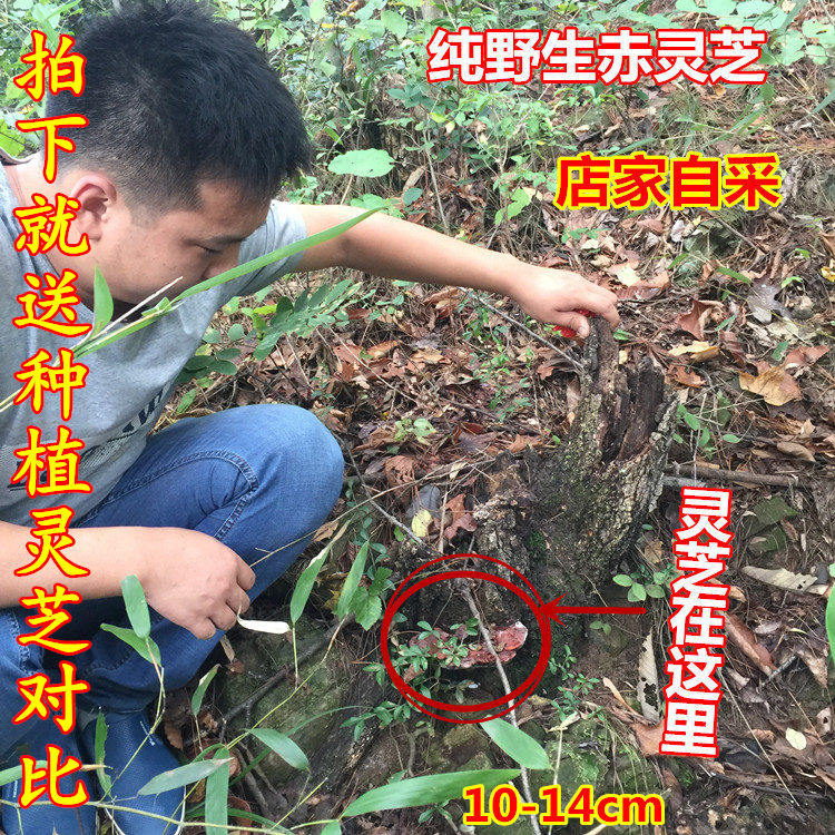 Shennongji Deep Mountain Natural Pure Wild Red Lingzhi Whole Branches Can Slice Grinding to Grow White Hills Rinzhi 250g