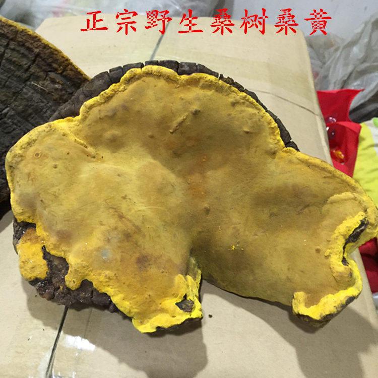 Shennongjiu Zhengzong pure wild natural mulberry tree Sanhuang lingzhi fungus whole branch Linzhi Sesame Can Slice Grinding Powder 250g