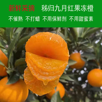 Zigui navel orange, september red jelly orange, freshly picked, big and sweet fruit