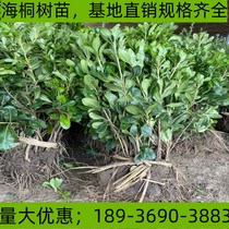 Pittosporum saplings evergreen cold-resistant and drought-resistant green fences courtyard greening plant engineering seedlings pittosporum balls all year round