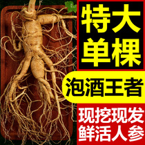 Changbai Mountain fresh ginseng wild ginseng gift box fresh brewing wine Northeast fresh ginseng Jilin special forest ginseng extra large