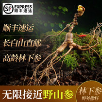  Fresh ginseng special for brewing wine and medicinal materials Changbai Mountain wild mountain ginseng saponins Linxia ginseng gift box Northeast fresh life man