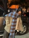 Blue Coffee Piccut (Yu Shuxin та же модель)