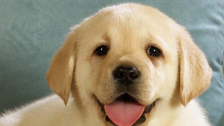 歲月不饒狗 狗狗在變老你知道嗎 淘寶海外