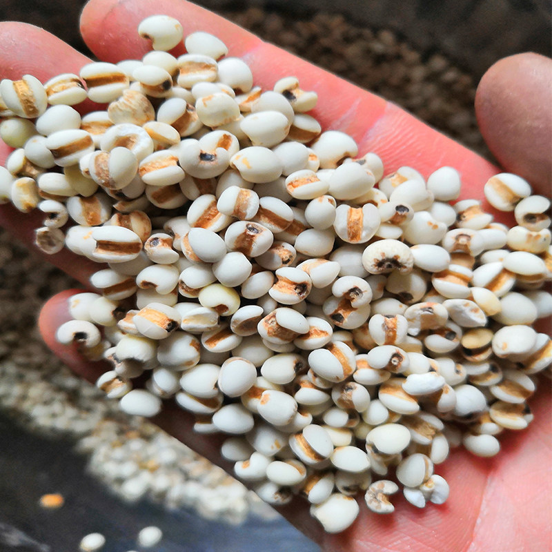 Small Pearl Barley's new stock 1000 grams of Guizhou's coix seed coix seed pearl barley farmhouse straight for local specie quality good goods