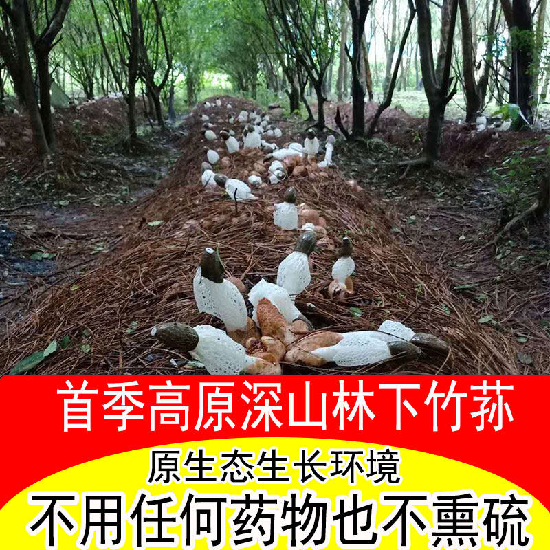 Guizhou Weaving Gold Field Growth Bamboo Sheng 500g Dry Goods No Peculiar Smell Bamboo Sheng Short Skirt Red Care and Glutinous Rice Cooking ingredients