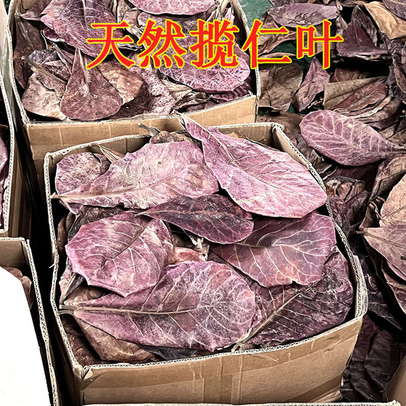The Remaining Olive Leaf Leaves Regulate the Ph Value, Reduce Acidity, and Stabilize the Water Quality for Betta Fish and Turtles