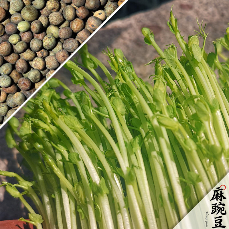 Gift Dreams Fields Garden Sprouting Bean Sprout Special Bean Hemp Pea 1 Bag