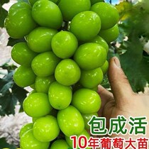 Grape Sapling Extra-large Climbing Vine Sun Rose Grape Seedlings South North Planting Giant Peak Potted Patio Fruit Sapling