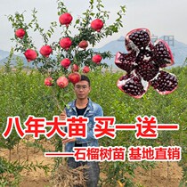 Pomegranate Saplings Tunisia Soft Seed Black Seed Extra-large South North Planting Ground Plant Yard of the year Results saplings