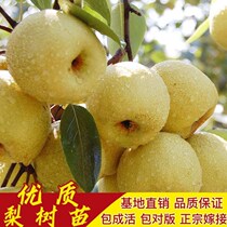 Pear Tree Marrying Seedling New Breed New Breed of Sooner Mature South North Planting Courtyard Megapodized Potted Plants