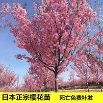 Authentic Japanese cherry blossom tree sapling cherry blossom small Miao south northern courtyard planted with potted flowers and garden plant scenery trees