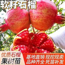 Pomegranate saplings of the year result courtyard planted with extra-large potted plants Balcony Tunisia Soft Seeds Seedless South North Cultivation