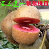 Kiwi saplings planted with potted patio Courtyard Balcony Cultivation Red Hearts Green Hearts Yellow Heart of the year Results South Northern Planes