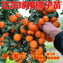 Authentic graft orange seedling granulated sugar orange Miao Miao Nannorthern planting potted plants to plant fruit tree saplings of the year