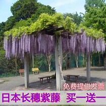 Japanese Spike Purple Vine violet flower Miao climbing vine Vine Purple Vine Flowers Tree Seedlings Potted Old Pile Four Seasons Flowering Patio