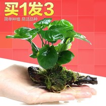 Fish tank aquarium landscaping water Banyan sunken wood live aquatic plants fresh water grass freshwater soilless plants Rear View Court real aquatic grass green chrysanthemum